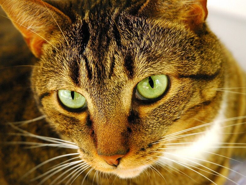 close-up of a tabby cat