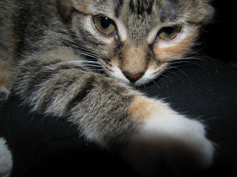 close-up of a tabby cat