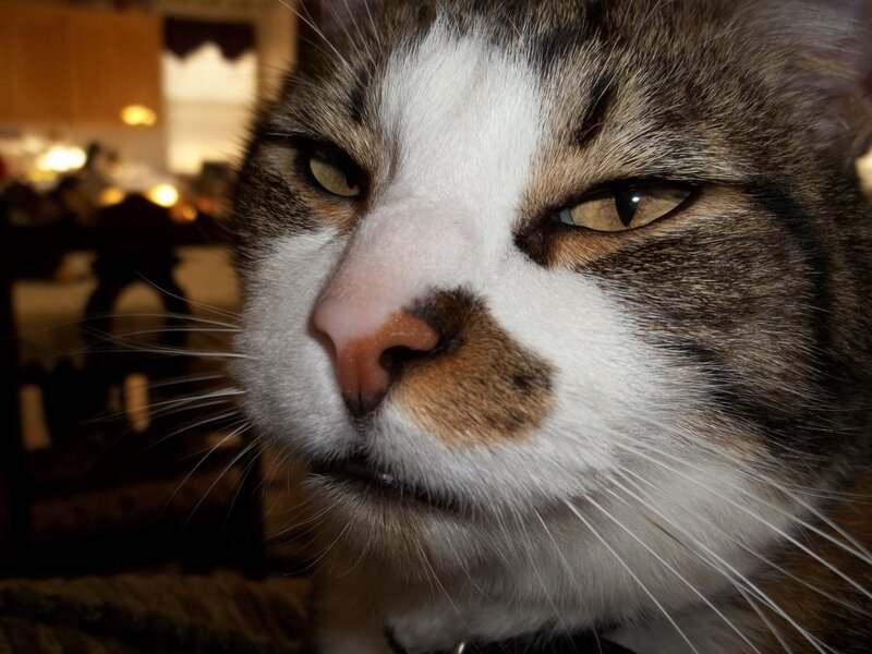 close-up of a tabby cat