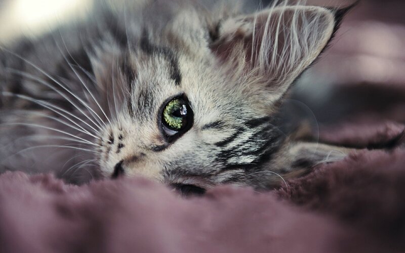 close-up of a tabby cat