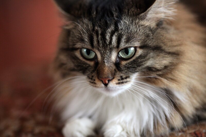 close-up of a tabby cat