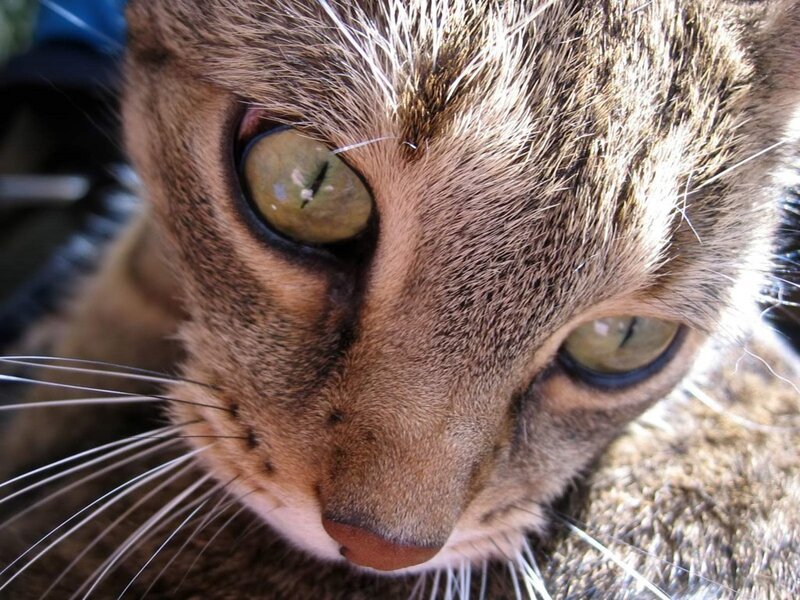 close-up of a tabby cat