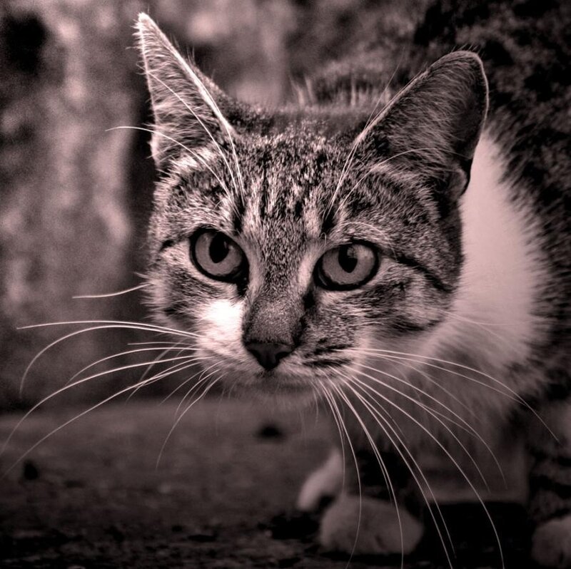 close-up of a tabby cat