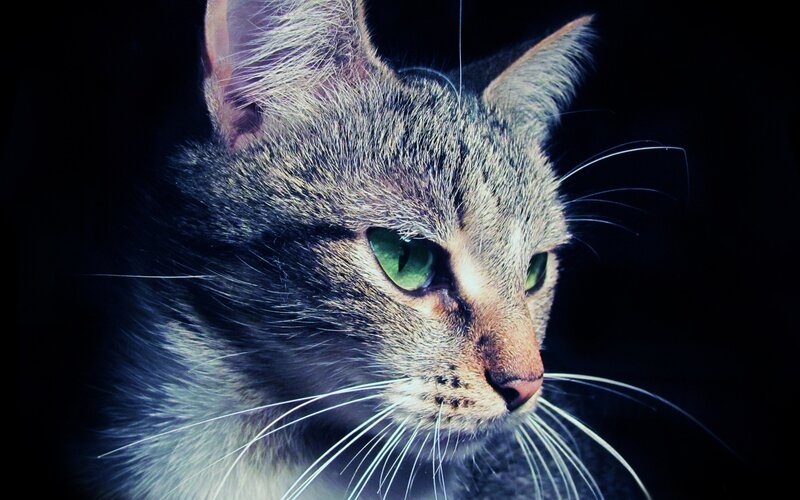 close-up of a tabby cat