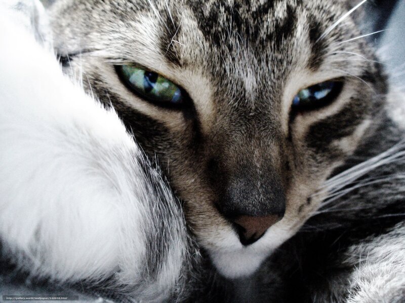 close-up of a tabby cat