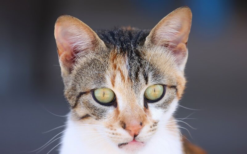 close-up of a tabby cat