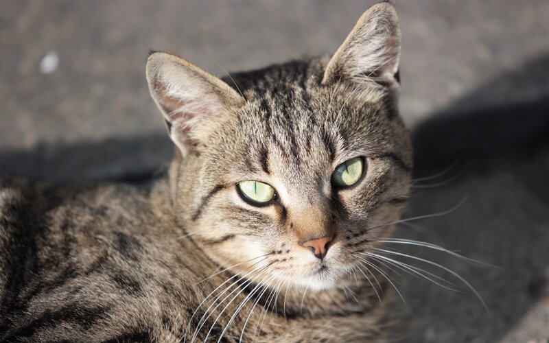 close-up of a tabby cat