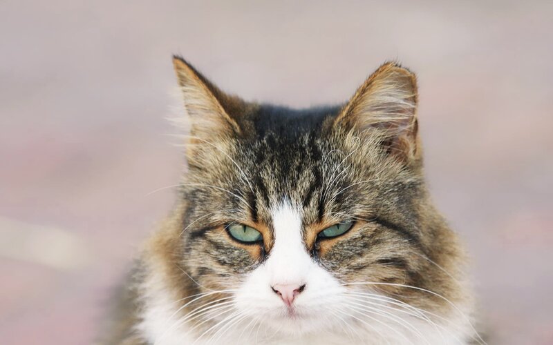 close-up of a tabby cat