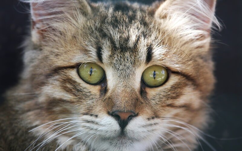 close-up of a tabby cat