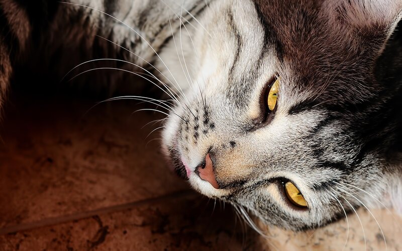close-up of a tabby cat