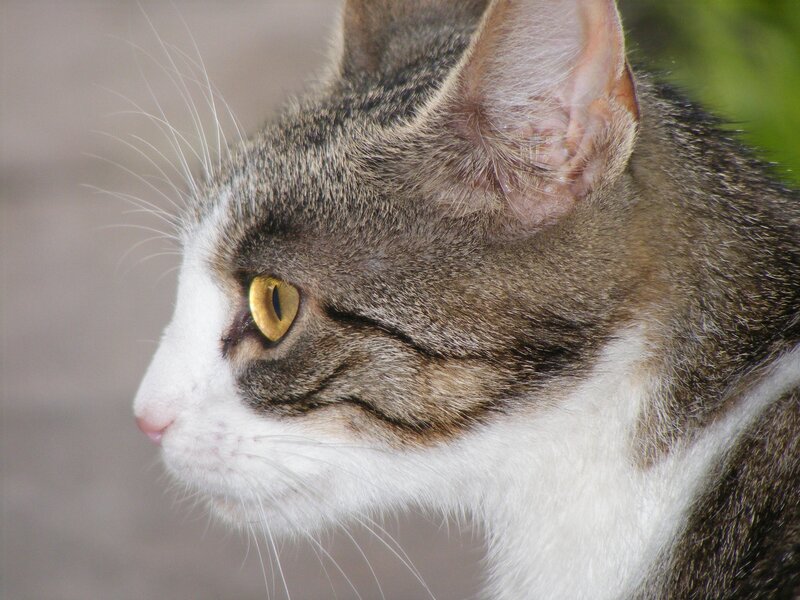 close-up of a tabby cat