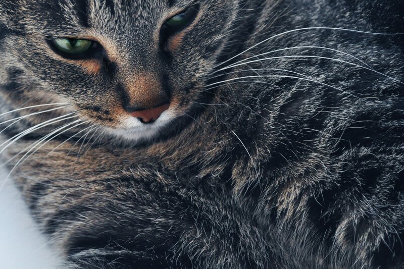 close-up of a tabby cat