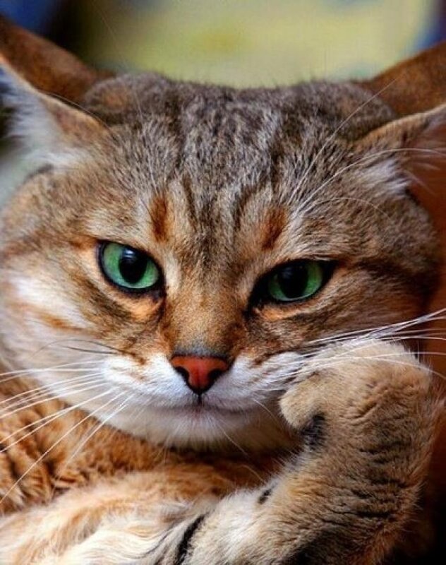 close-up of a tabby cat