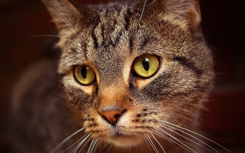 close-up of a tabby cat
