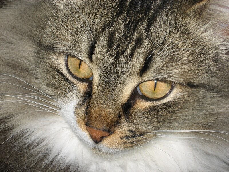close-up of a tabby cat