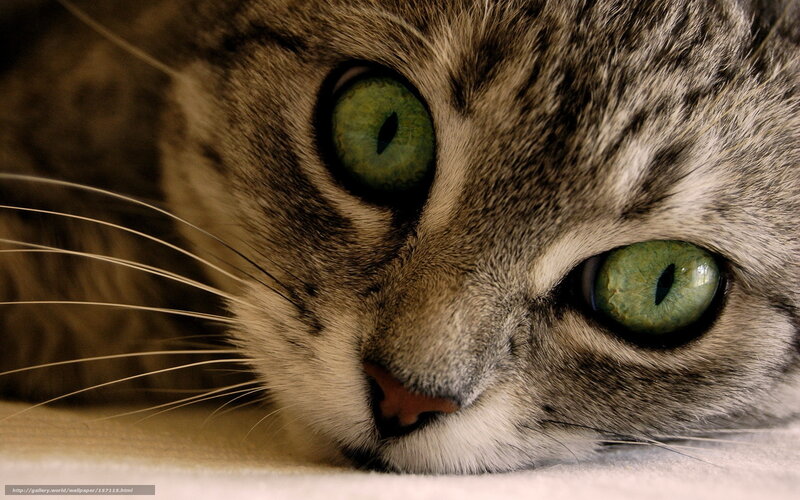 close-up of a tabby cat