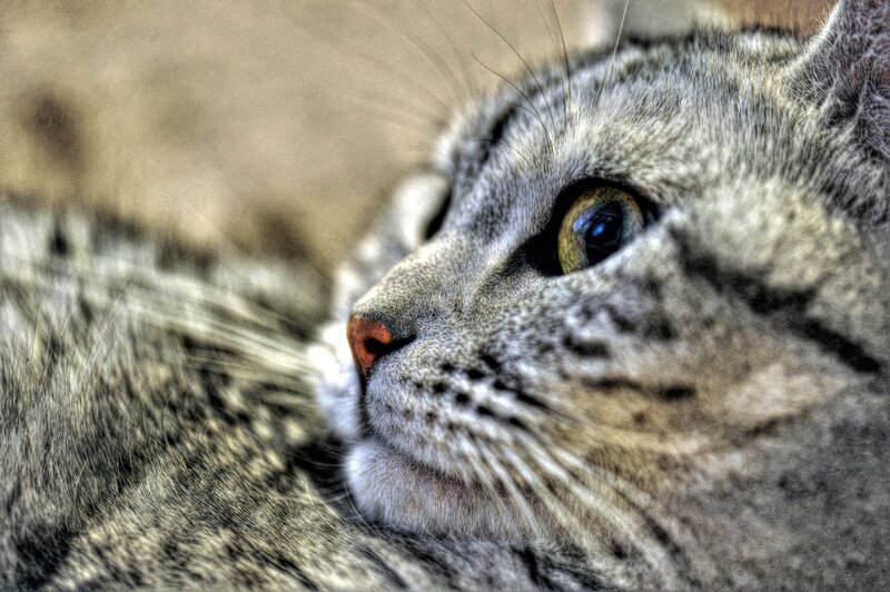 close-up of a tabby cat