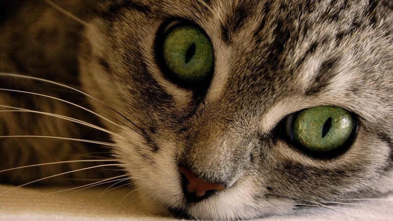 close-up of a tabby cat