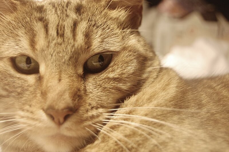 close-up of a tabby cat