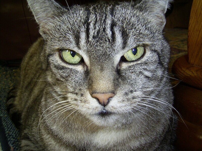 close-up of a tabby cat