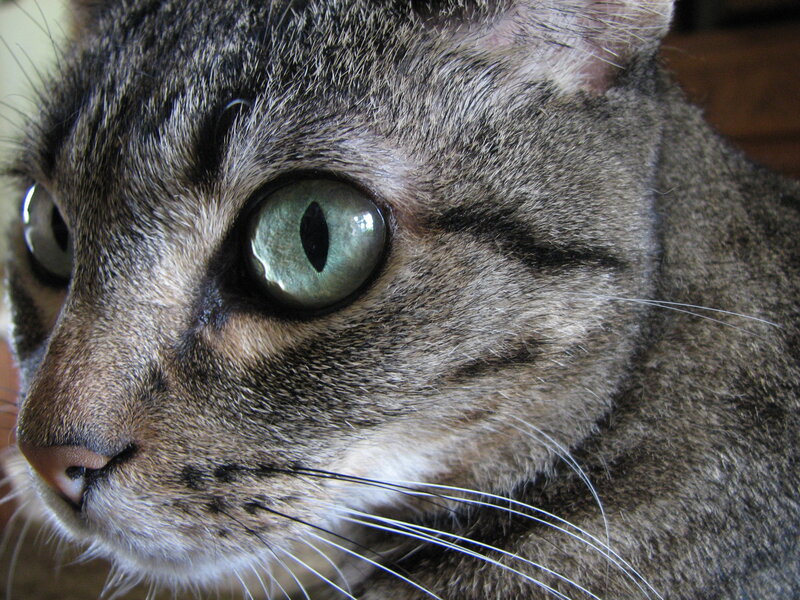 close-up of a tabby cat