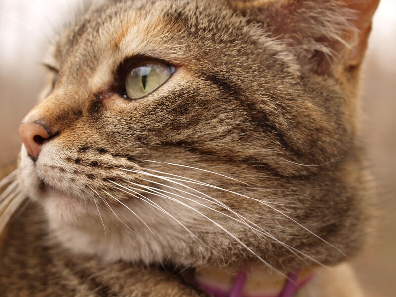 close-up of a tabby cat