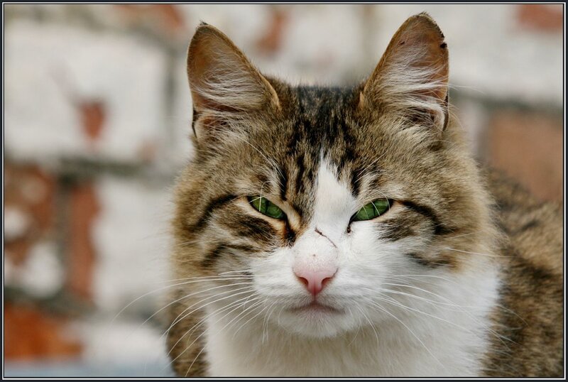 close-up of a tabby cat
