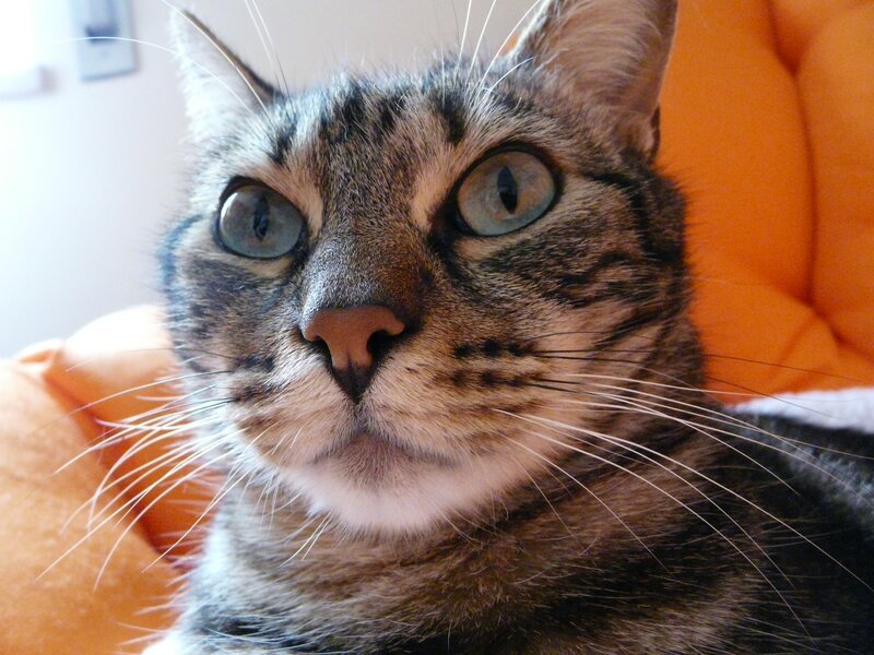 close-up of a tabby cat