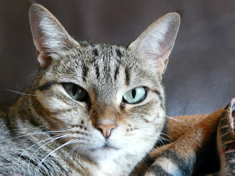close-up of a tabby cat