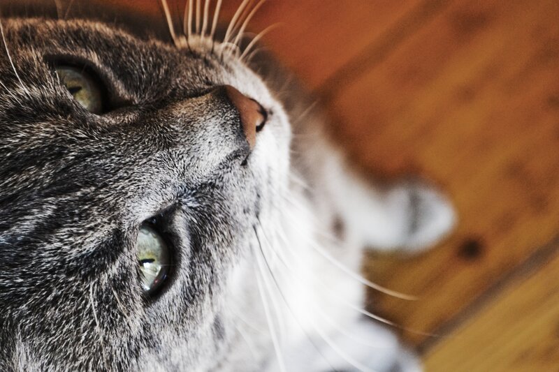close-up of a tabby cat
