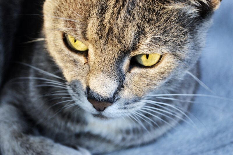 close-up of a tabby cat