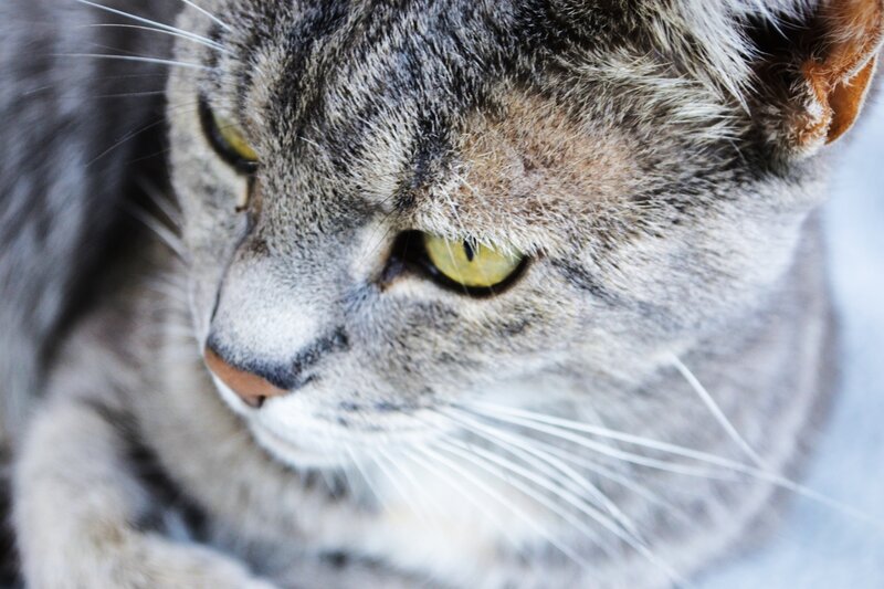 close-up of a tabby cat
