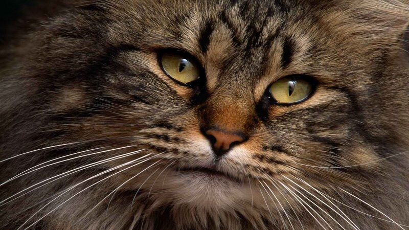 close-up of a tabby cat