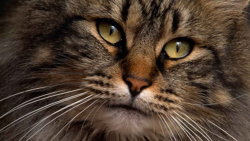 close-up of a tabby cat