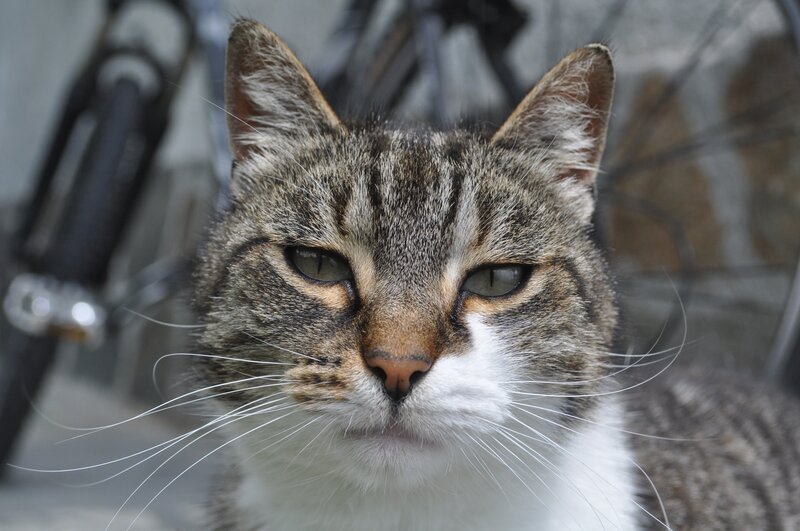 close-up of a tabby cat
