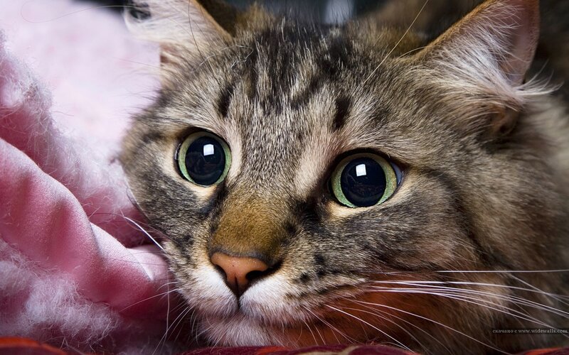 close-up of a tabby cat