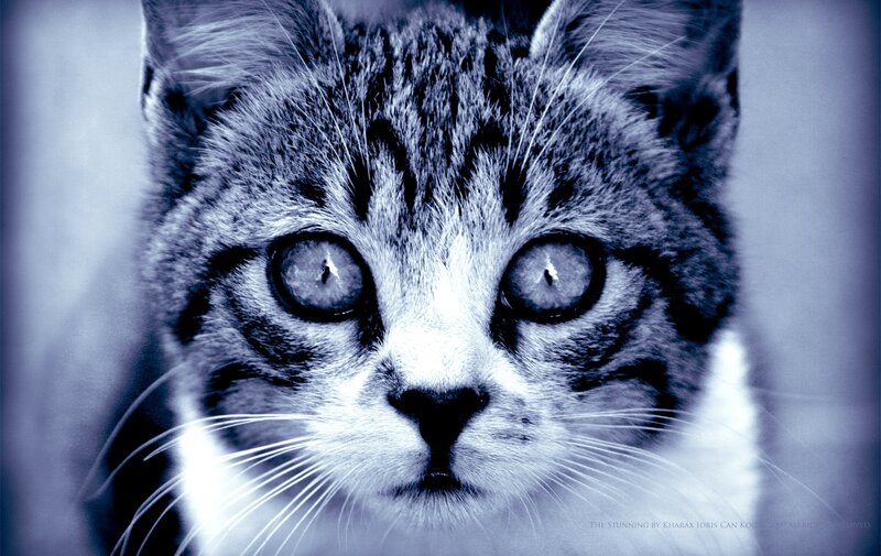 close-up of a tabby cat