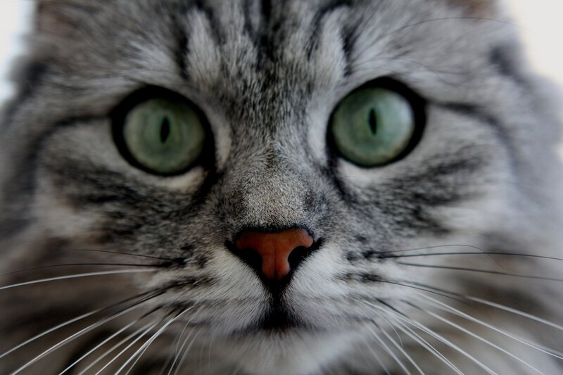 close-up of a tabby cat