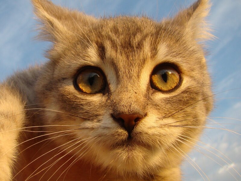 close-up of a tabby cat
