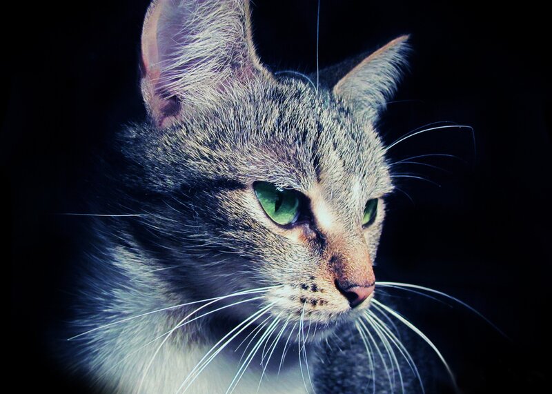 close-up of a tabby cat