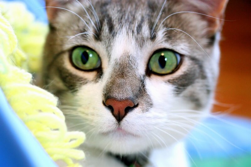 close-up of a tabby cat