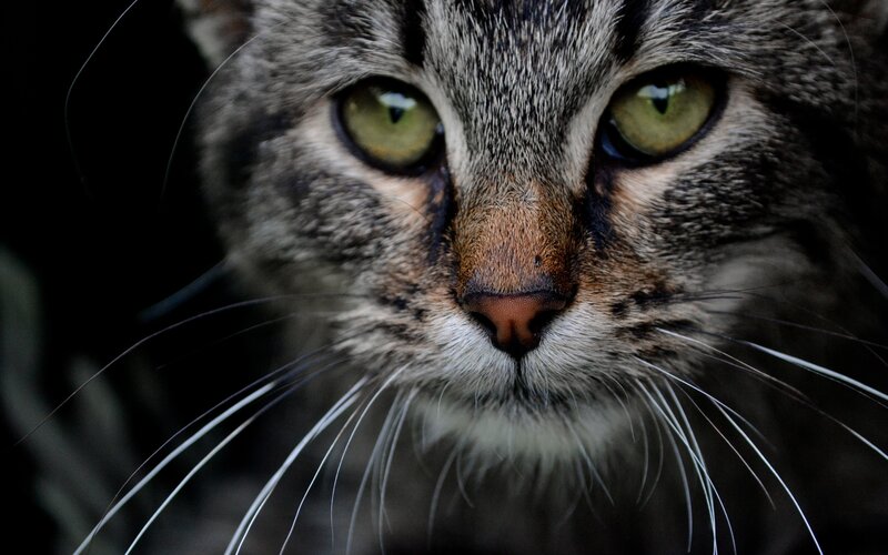 close-up of a tabby cat