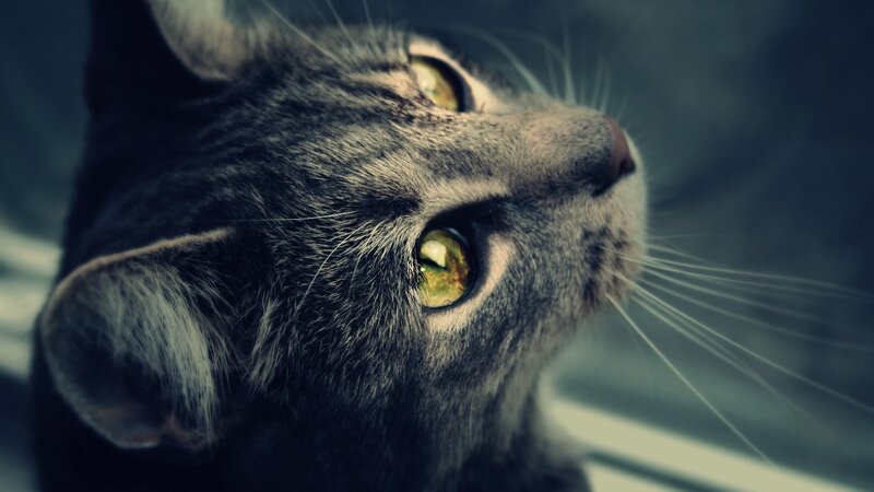 close-up of a tabby cat