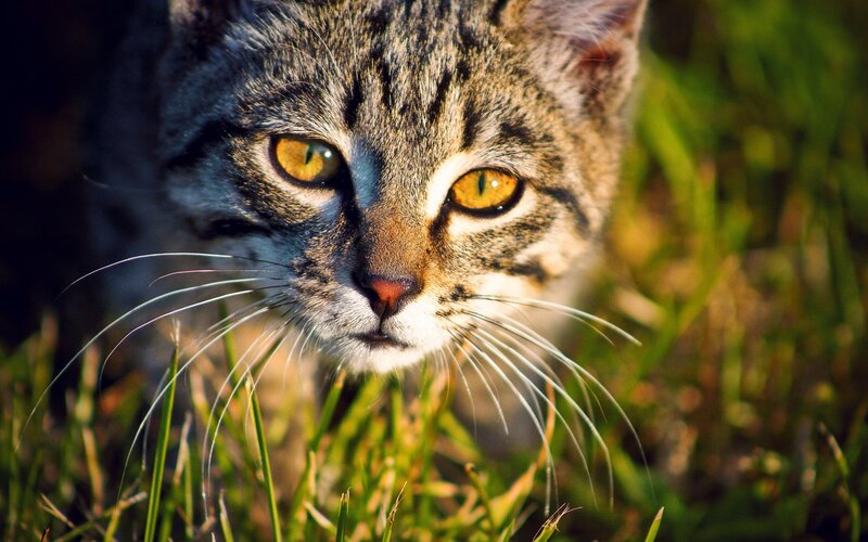 close-up of a tabby cat