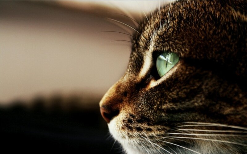 close-up of a tabby cat
