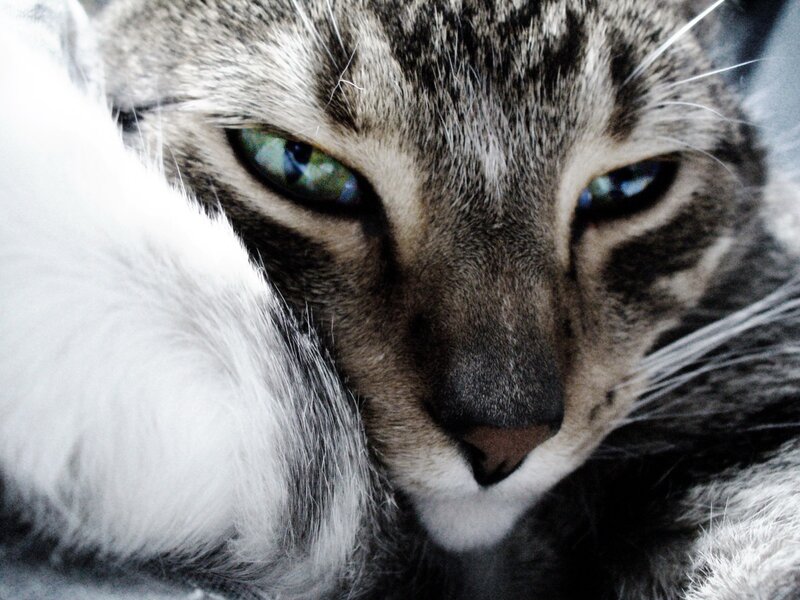 close-up of a tabby cat