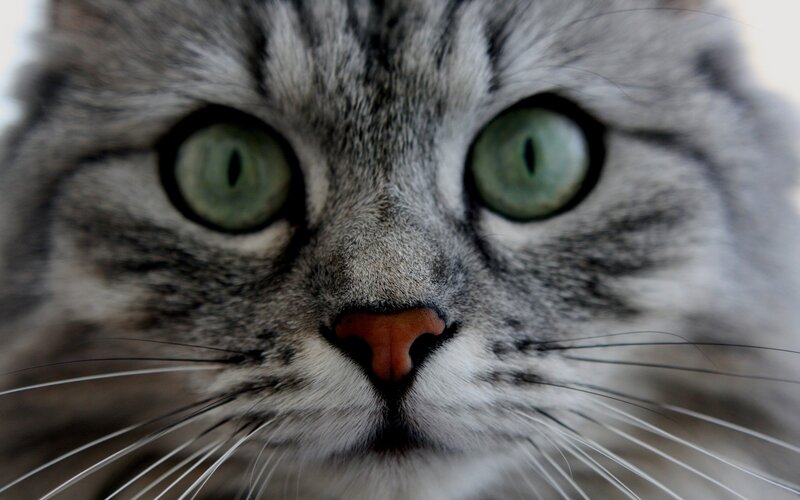 close-up of a tabby cat