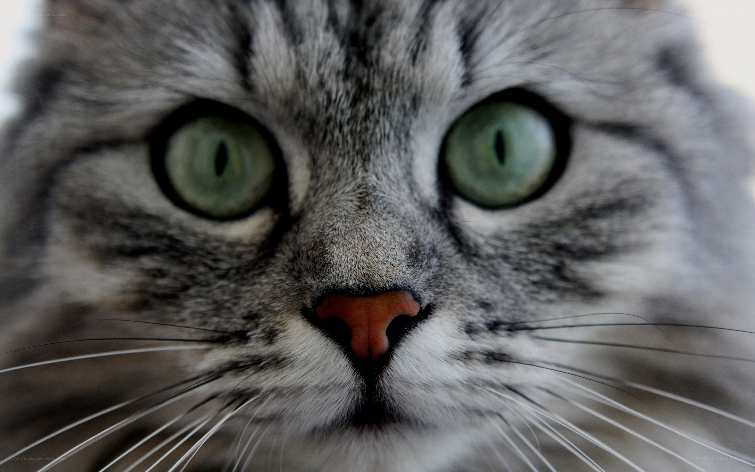 close-up of a tabby cat