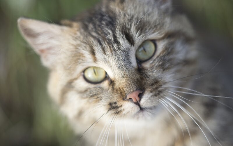close-up of a tabby cat