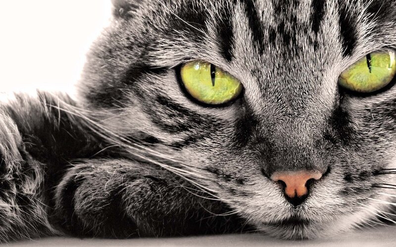 close-up of a tabby cat